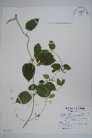 藏品(鷗蔓)的圖片