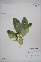 藏品(蘭嶼馬蹄花)的圖片