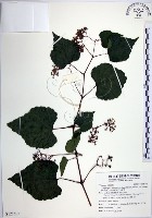 藏品(漢氏山葡萄)的圖片