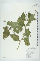 藏品(下田菊)的圖片