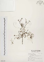 藏品(馬齒莧)的圖片