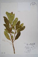 藏品(蘭嶼馬蹄花)的圖片