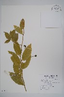 藏品(蘭嶼山柑)的圖片