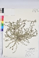 藏品(伏生大戟)的圖片