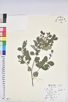 藏品(小紅仔珠)的圖片