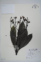 藏品(海檬果)的圖片