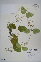 藏品(鷗蔓)的圖片