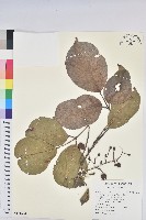 藏品(茄苳、重陽木)的圖片