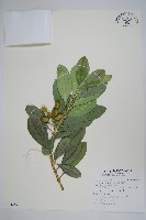 藏品(蘭嶼念珠藤)的圖片