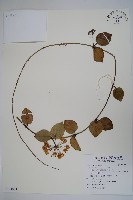 藏品(毬蘭)的圖片