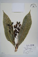 藏品(臺東漆樹)的圖片