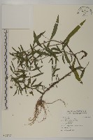 藏品(鱧腸)的圖片