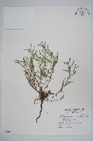 藏品(伏毛天芹菜)的圖片