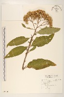 藏品(美洲闊苞菊)的圖片