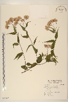 藏品(腺葉澤蘭)的圖片