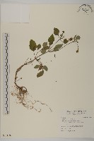 藏品(白花鬼針)的圖片