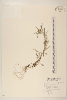 藏品(細葉鼠麴草)的圖片