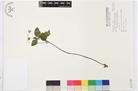 藏品(小白頭翁、野棉花)的圖片