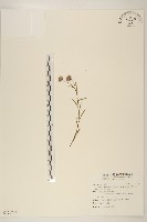 藏品(福山氏飛蓬)的圖片