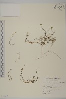 藏品(玉山卷耳)的圖片