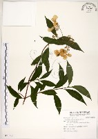 藏品(華八仙)的圖片