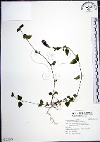 藏品(倒地蜈蚣)的圖片