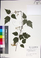 藏品(串鼻龍)的圖片