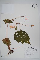 藏品(裂葉秋海棠、巒大秋海棠)的圖片