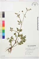 藏品(水辣菜、禺毛茛)的圖片