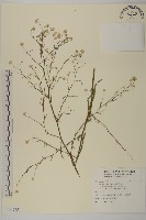 藏品(掃帚菊)的圖片