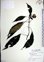 藏品(角桐草、台灣半蒴苣苔)的圖片