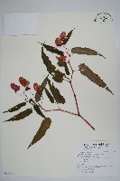 藏品(臺灣秋海棠)的圖片