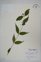 藏品(台灣土黨參)的圖片