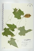 藏品(斑花青牛膽)的圖片