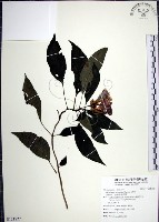 藏品(角桐草、台灣半蒴苣苔)的圖片