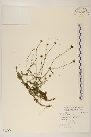 藏品(矮菊)的圖片