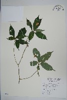 藏品(紫花鳳仙花)的圖片