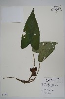 藏品(下花細辛)的圖片