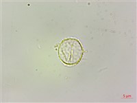 藏品(長梗盤花麻)的圖片