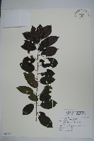 藏品(刻脈冬青)的圖片