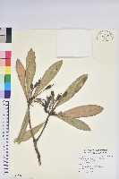 藏品(臺灣杜鵑)的圖片