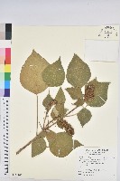 藏品(野桐)的圖片