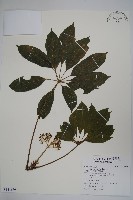 藏品(鵝掌柴、江某、鴨腳樹)的圖片