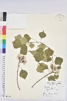 藏品(烏臼)的圖片