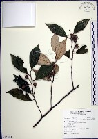 藏品(紅皮、葉下白、赤仔尾)的圖片