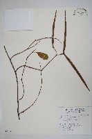 藏品(酸藤)的圖片