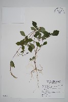 藏品(假川牛膝)的圖片