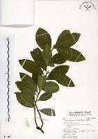 藏品(武威山烏皮茶)的圖片