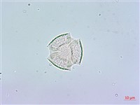 藏品(鵝掌柴、江某、鴨腳樹)的圖片