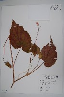 藏品(九九峰秋海棠)的圖片